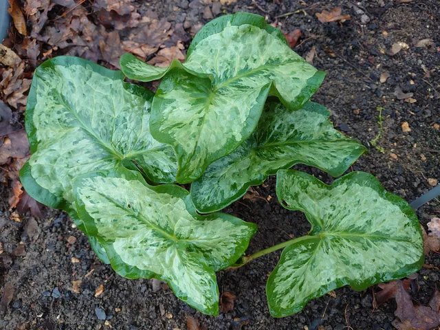 Passion Vivaces Arum italicum Chameleon plante vivace godet panaché
