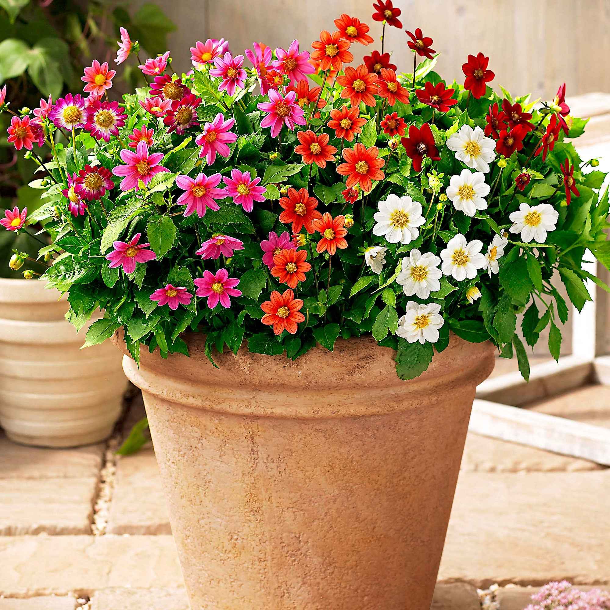 Bakker Dahlia miniature Topmix 5 bulbes mélange compact