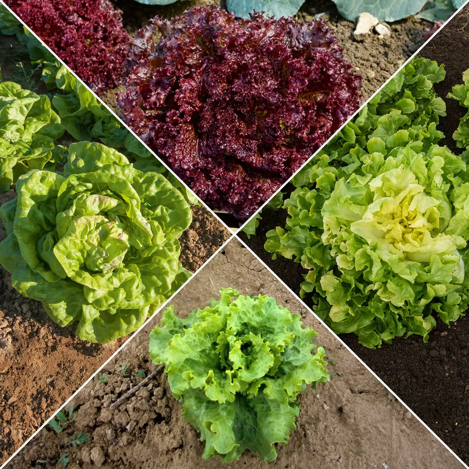 Bakker Collection salades graines 5 sachets laitues variées