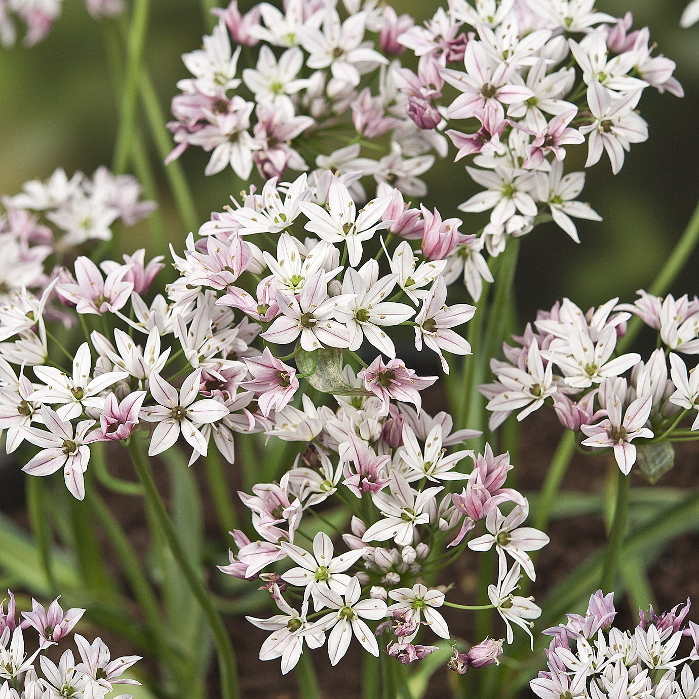 Bakker Alliums Caméléon Bulbes Fleurs 25 Bulbes Rose Blanc