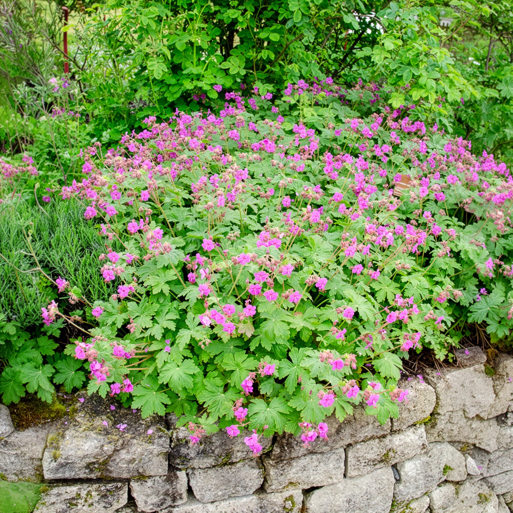 Bakker Vivaces Géranium macrorrhizum violet pot 8cm