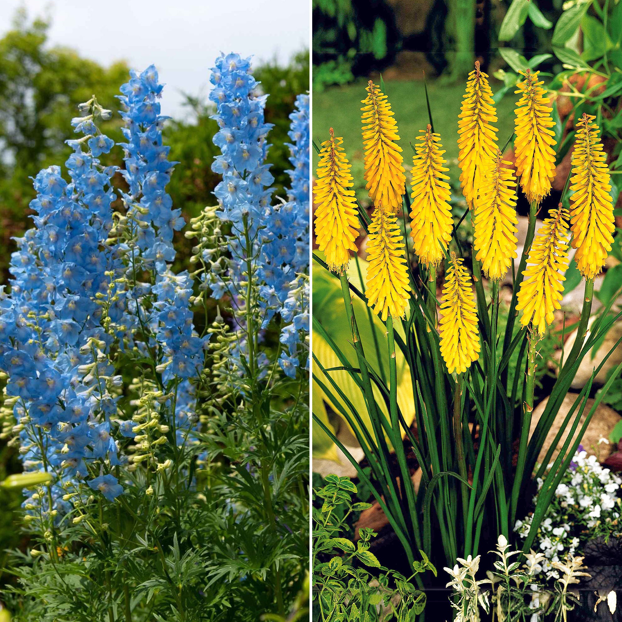 Bakker Collection delphiniums et tritomas 8 plantes multicolore