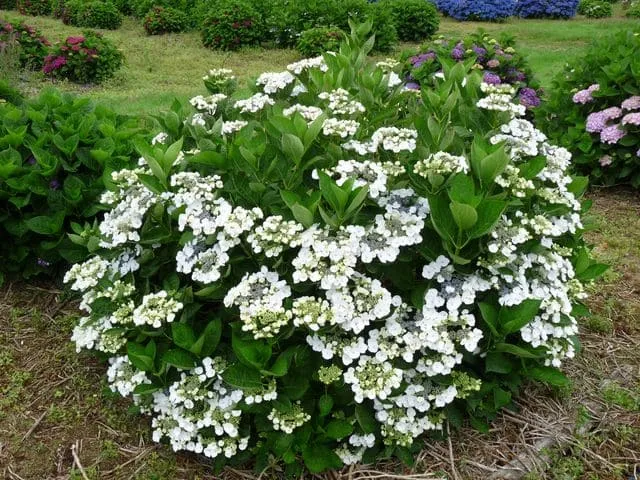 Les Hortensias du Haut Bois Libelle hortensia fleurs plates godet