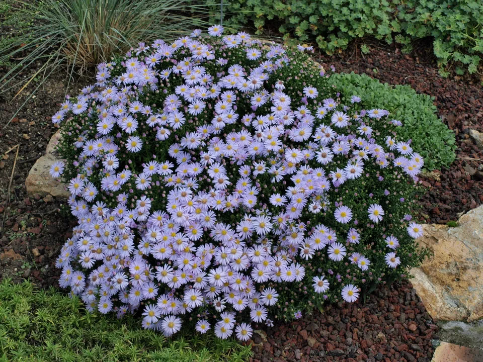 Passion Vivaces Aster dumosus Victor Blue plante bleu godet
