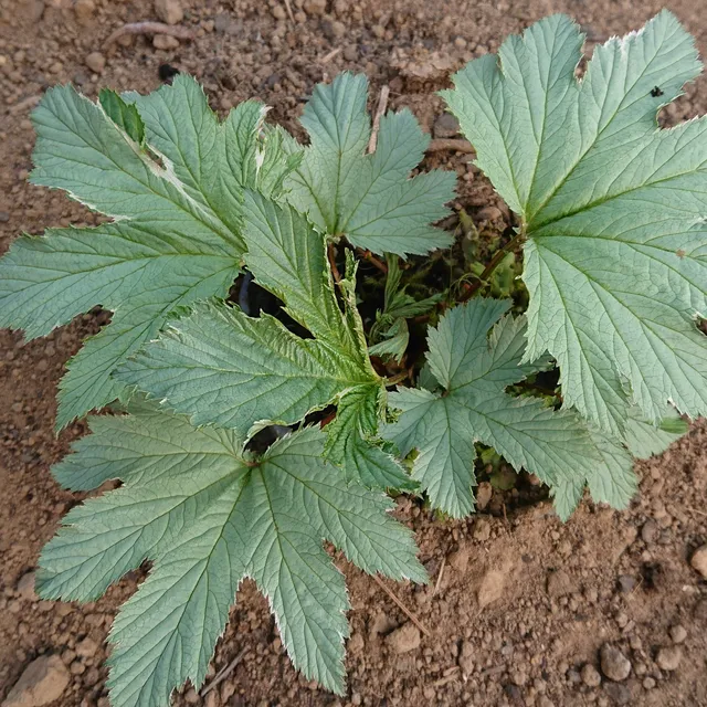 Passion Vivaces Filipendula kamtchatica Shiro Sankou plante pot 1 litre panaché