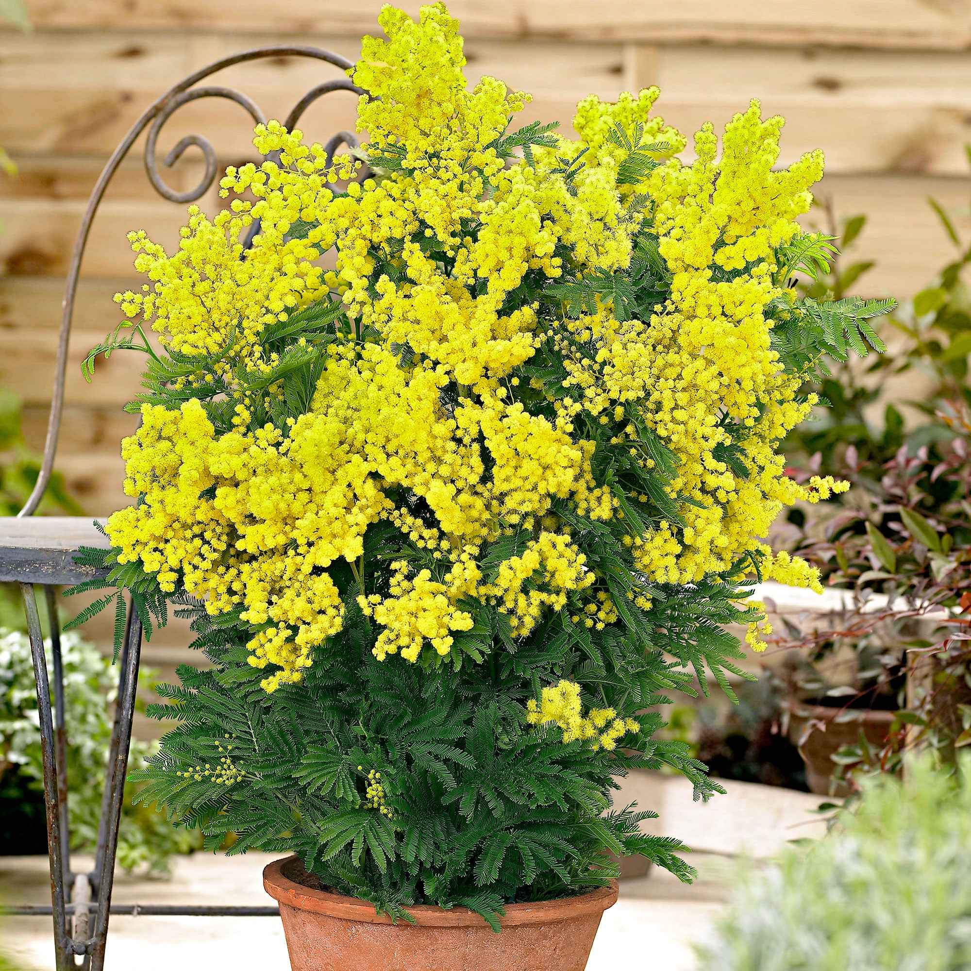 Bakker Mimosa d'hiver arbuste pot Ø9cm jaune
