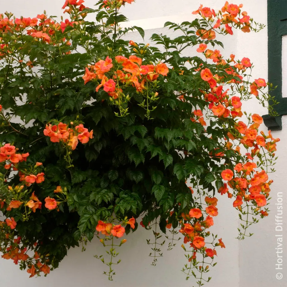 Bakker Bignone grandes fleurs grimpante pot 1L orange