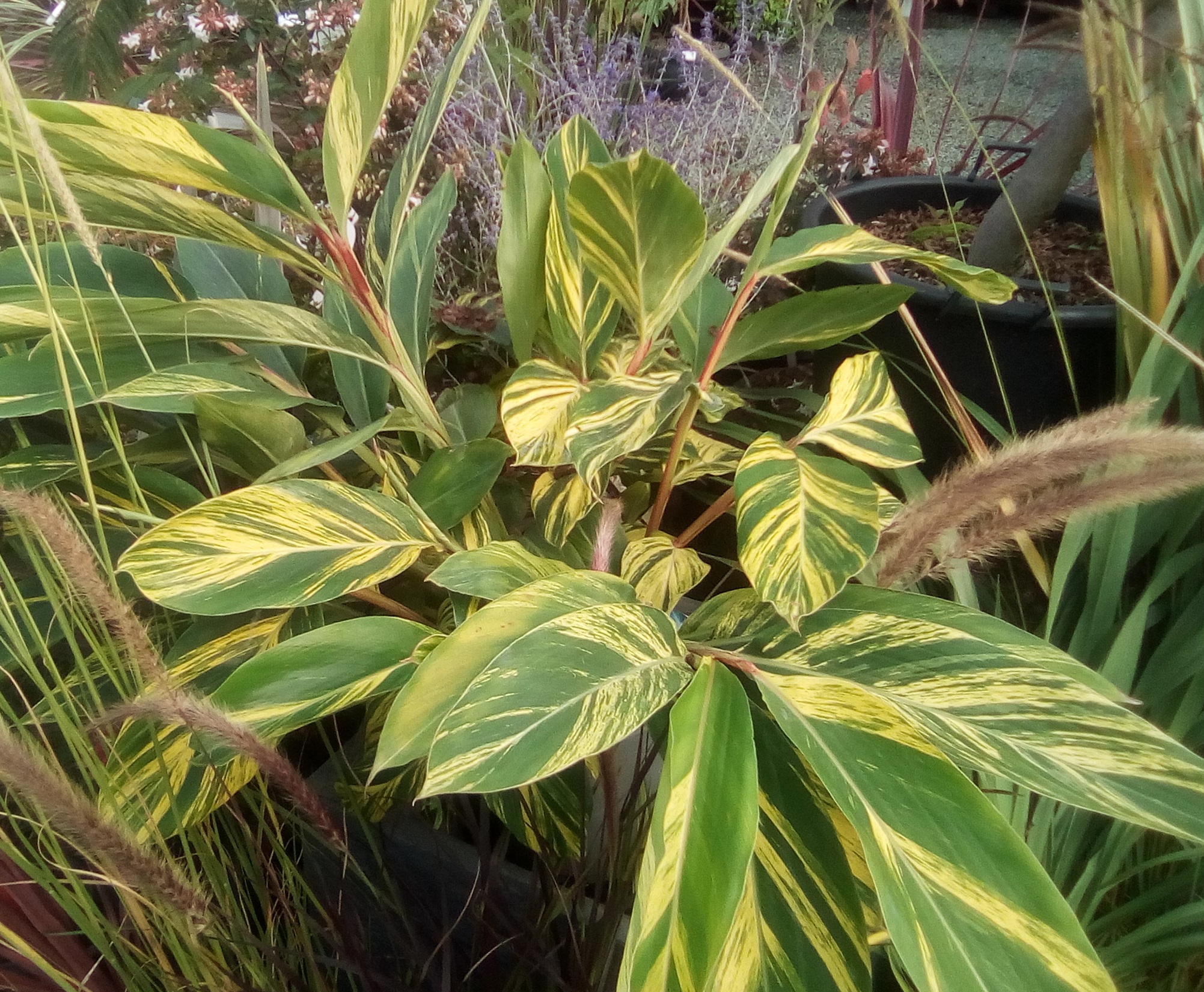 Pépinières Ripoche Alpina zerumbet Variegata plante exotique panachée