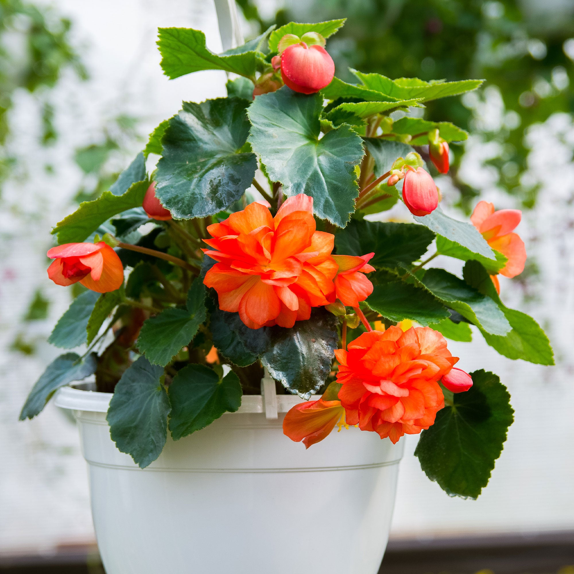 Bakker Bégonia grandes fleurs oranges pot 10,5cm