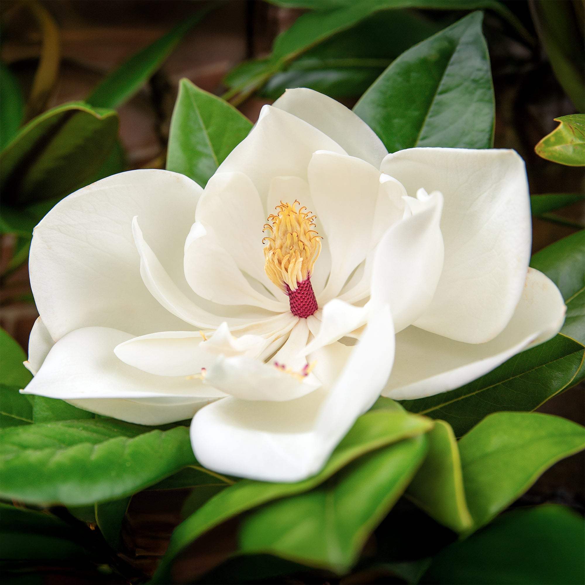 Bakker Magnolia grandes fleurs arbre pot Ø9cm persistant