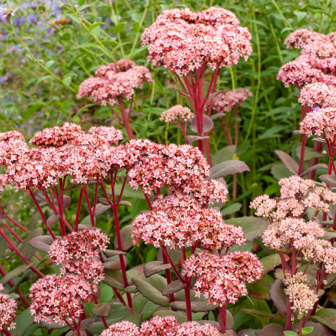 Bakker Matrona sedum vivace pot 9cm rose pourpre
