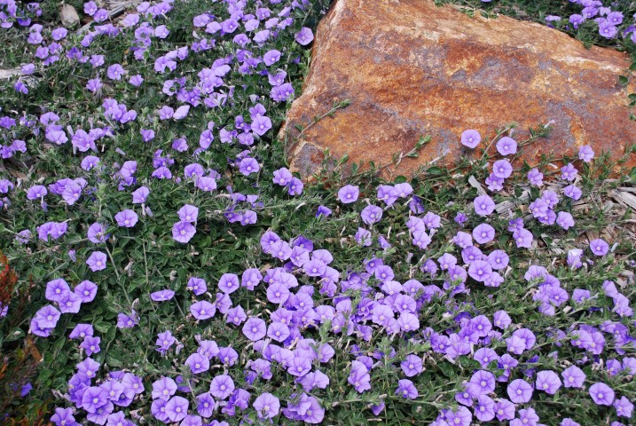 Pépinières Ripoche Convolvulus Mauritanicus arbuste bleu