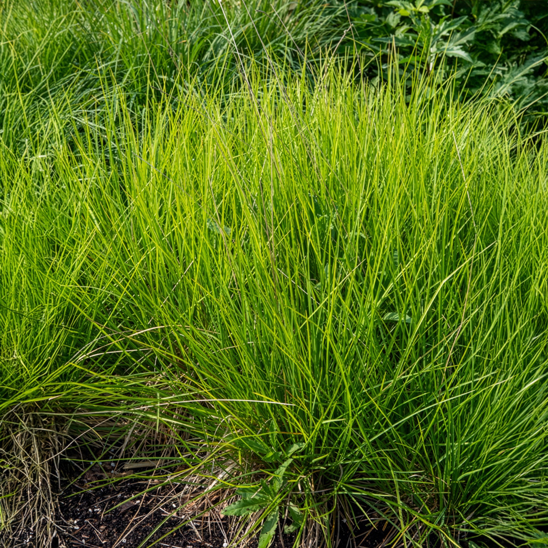 Bakker Seslérie des landes Sesleria nitida pot Ø 9 cm