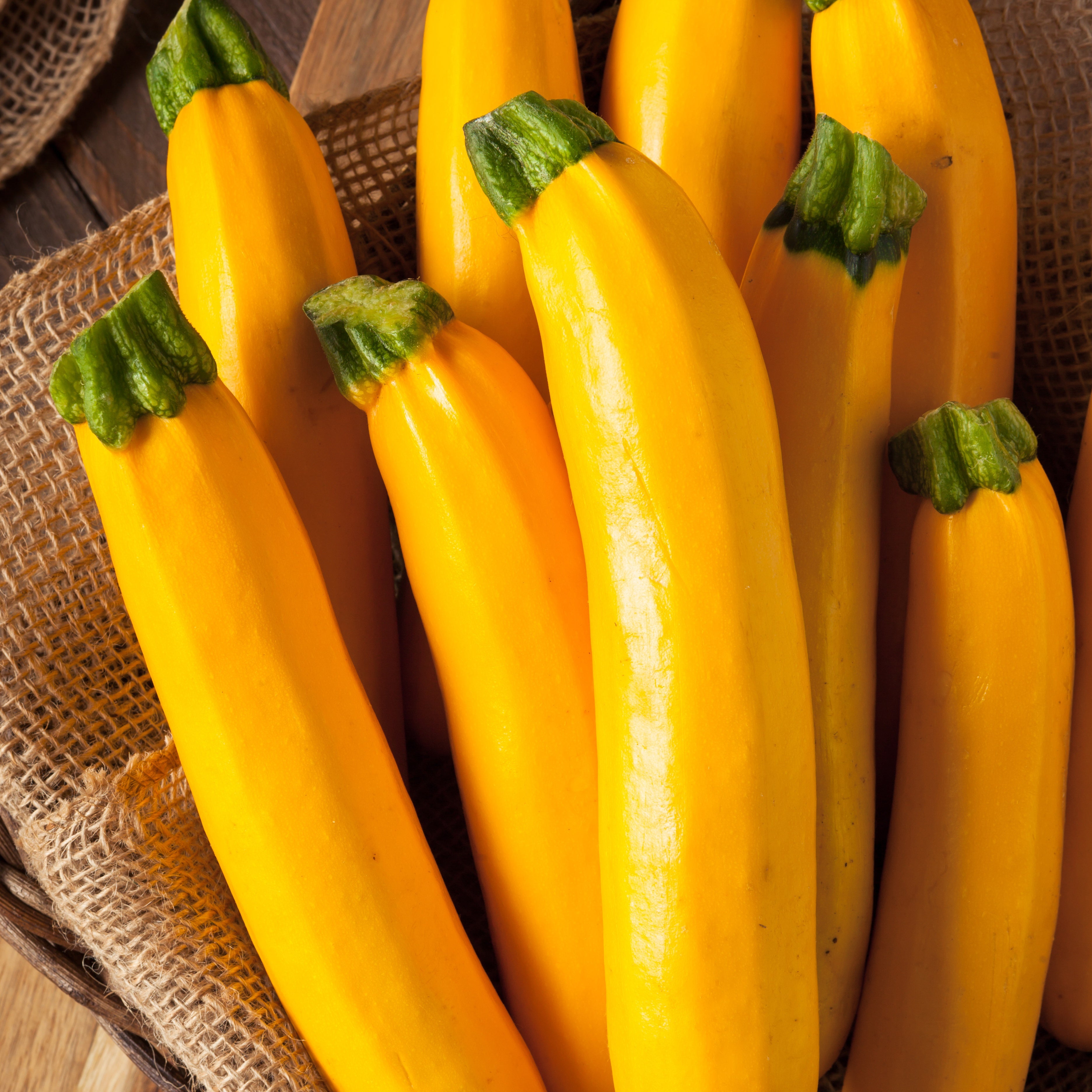 Bakker Courgette Lingodor F1 graines sachet 1 g jaune productive