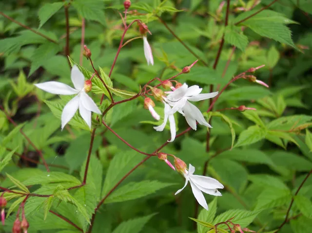 Passion Vivaces Gillenia trifoliata plante vivace pot 1 litre fleurs blanches