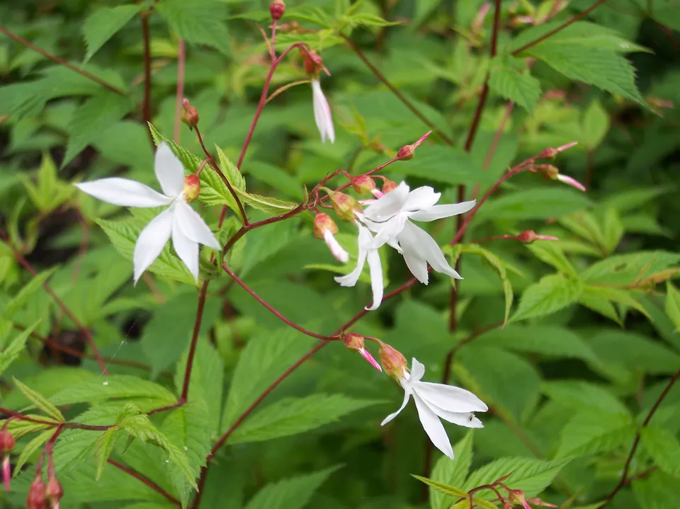 Passion Vivaces Gillenia trifoliata plante vivace pot 1 litre fleurs blanches