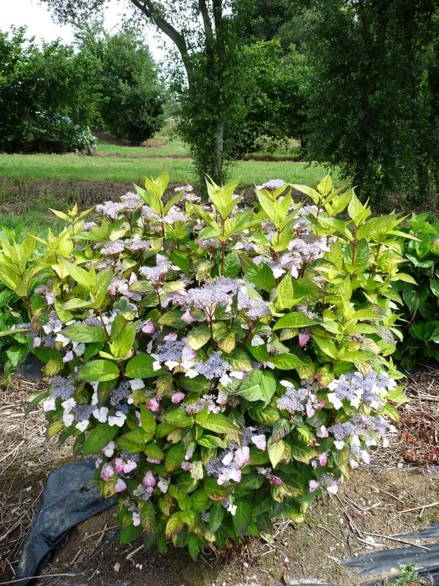 Les Hortensias du Haut Bois Golden Sunlight hortensia serrata