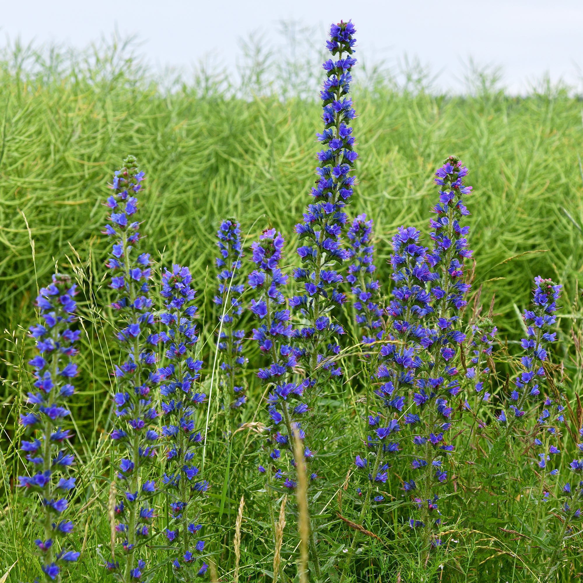 Bakker Vipérine commune plante vivace bleue pot 9cm