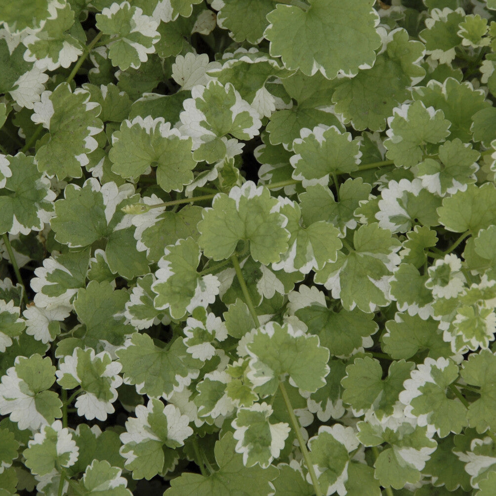 Bakker Lierre terrestre panaché couvre-sol pot Ø 9 cm mi-ombre