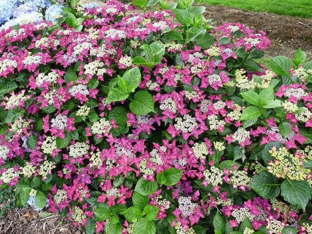 Les Hortensias du Haut Bois Rotschwanz hortensia fleurs plates godet