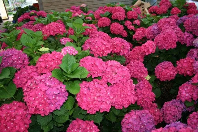 Les Hortensias du Haut Bois Maman hortensia de jardin godet