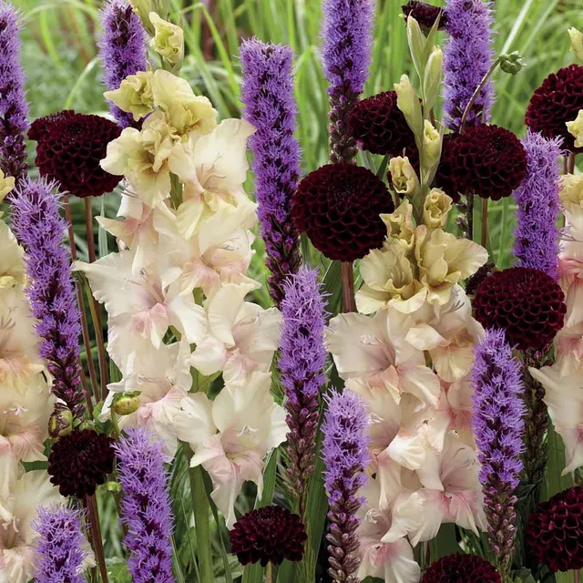 Bakker Massif estival bulbes mélange 17 dahlia glaïeul