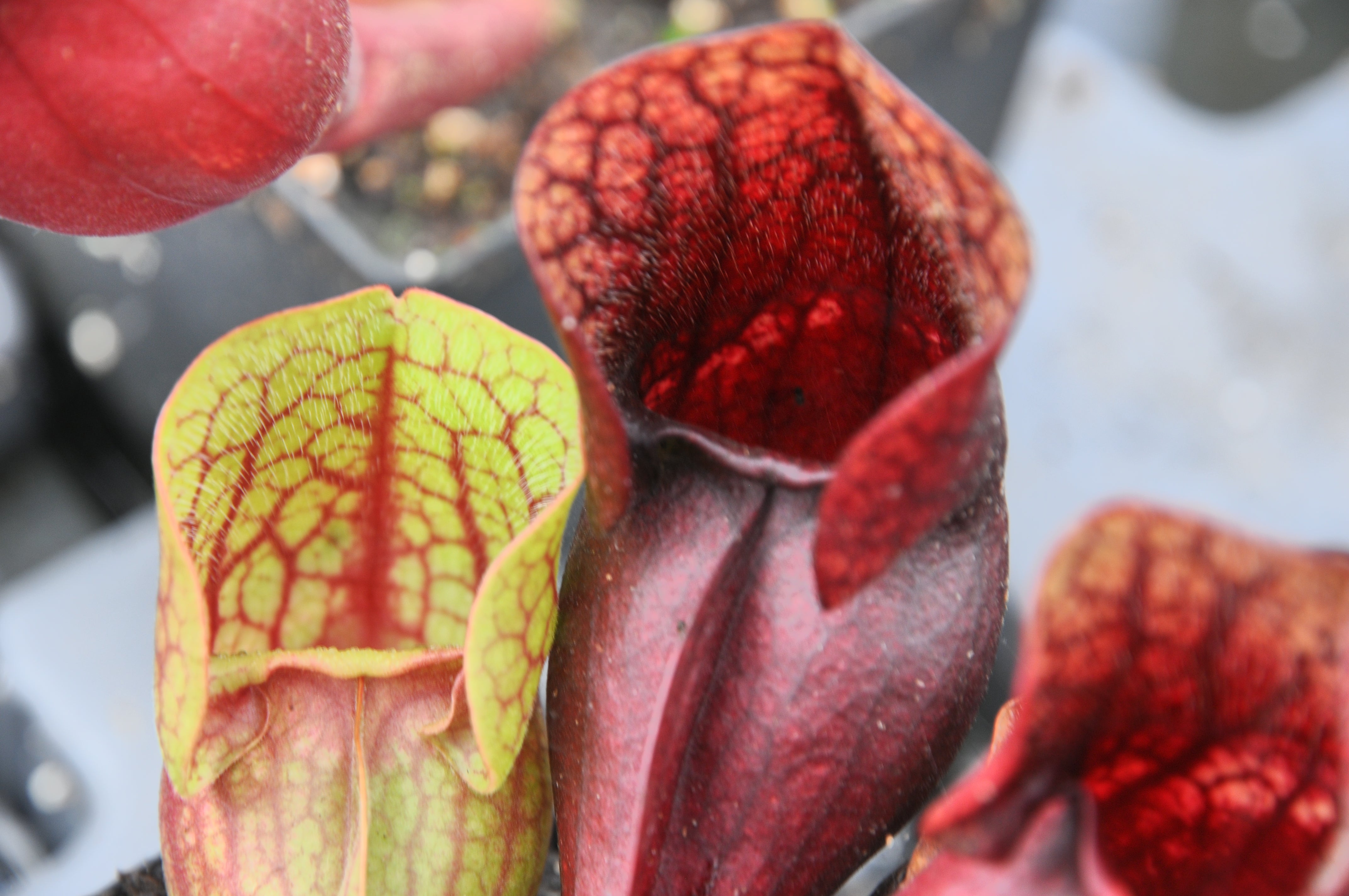 Carniflore Sarracenia x courtii x purpurea plante carnivore 1 pied