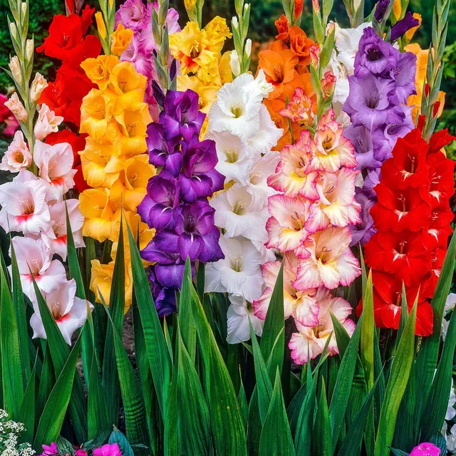 Bakker Glaïeul à Grandes Fleurs bulbes sachet 50 mélange couleurs