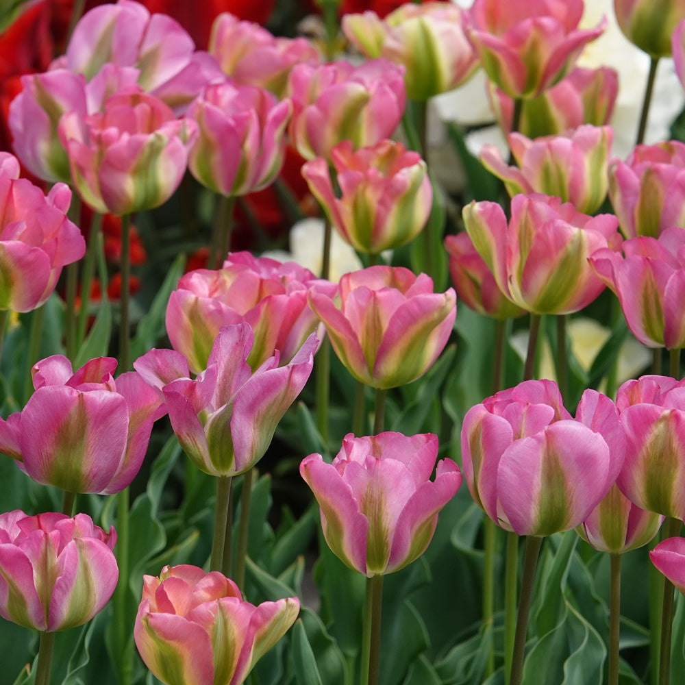 Bakker Bulbes Tulipe Groenland Viridiflora rose sachet 7