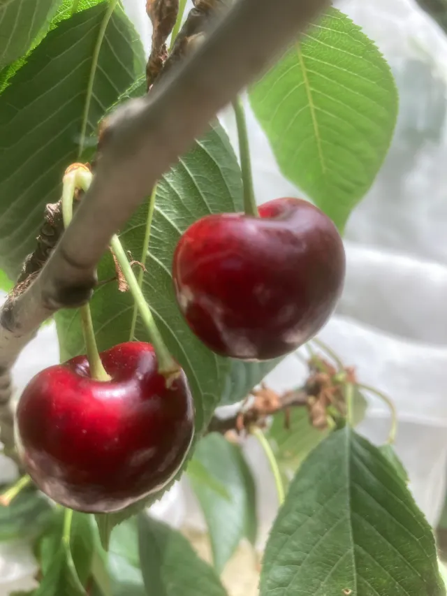 Michel Adam Burlat Prime cerisier fruitier cerises précoces