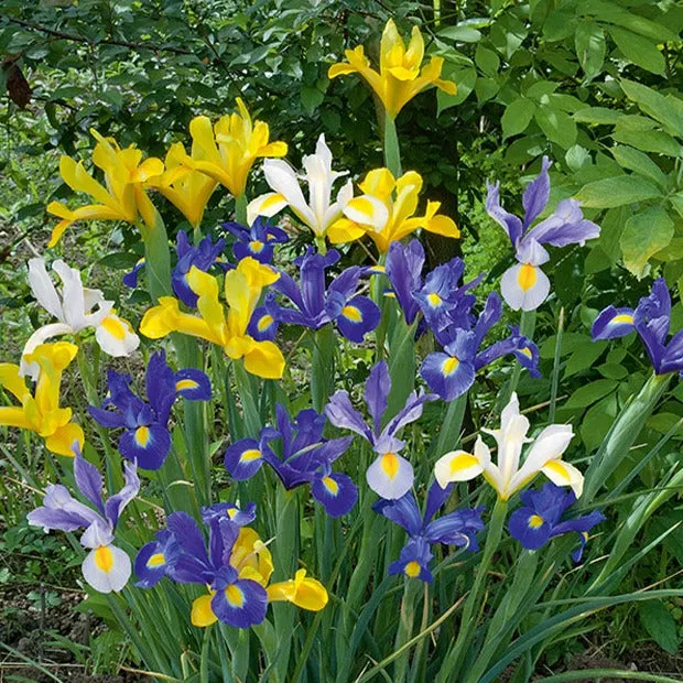 Bakker Iris de Hollande bulbes sachet 50 mélange couleurs