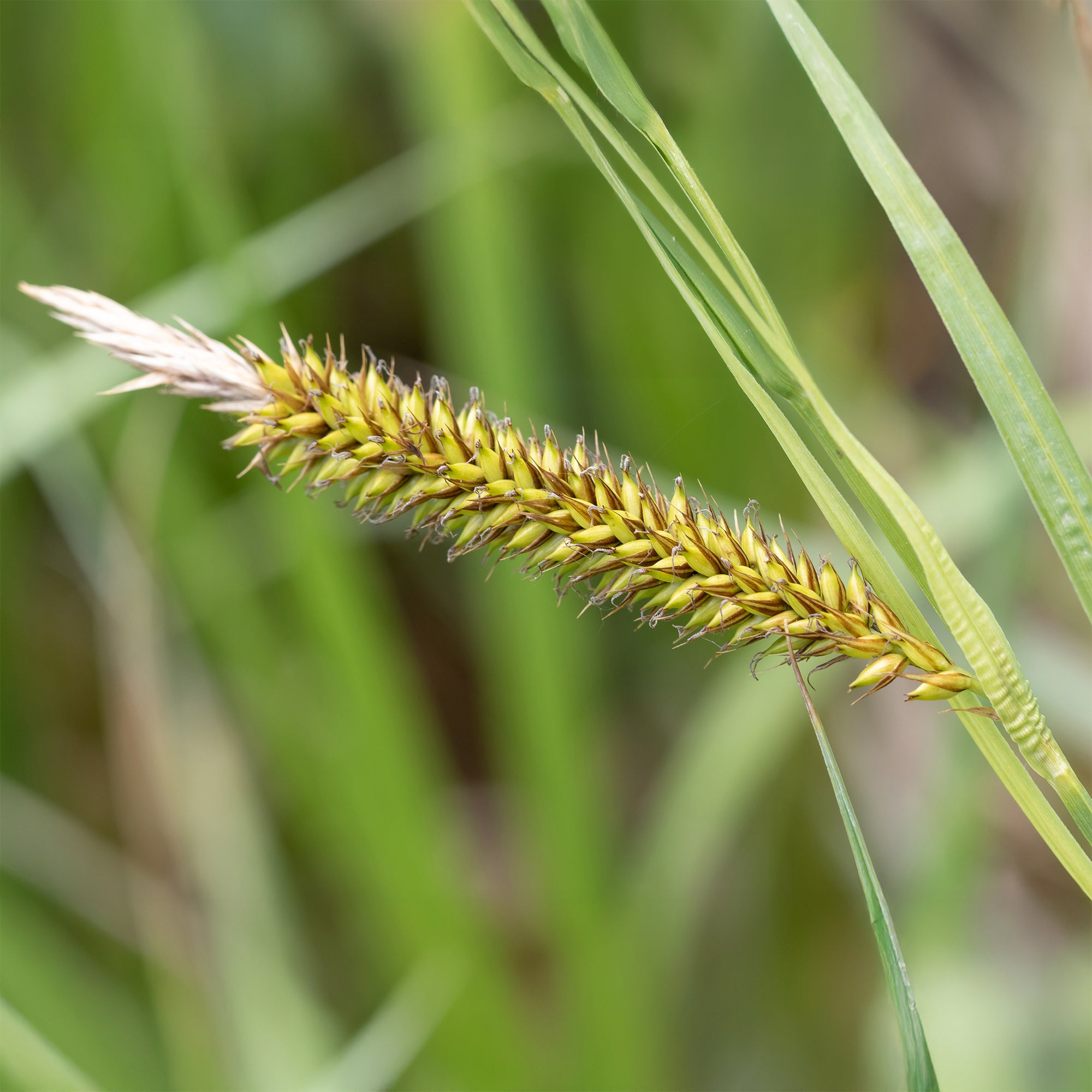 Bakker Laîche des rives Carex riparia pot 9cm