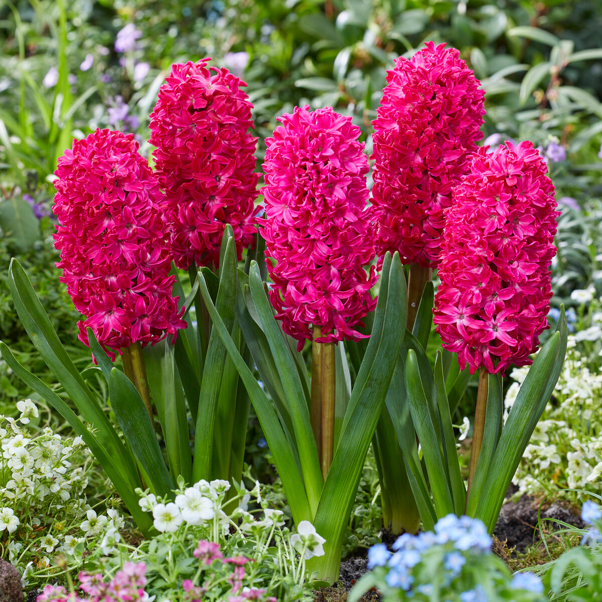 Bakker Bulbes Jacinthes Jan Bos rouge lot 6 bulbes