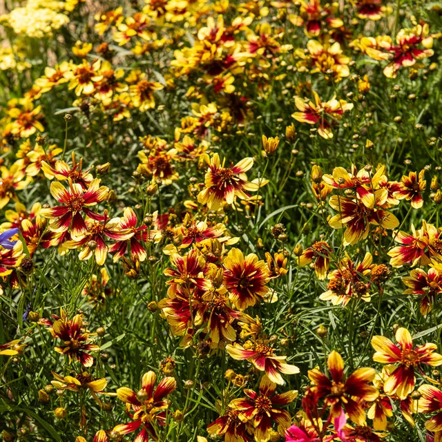 Bakker Coreopsis Bengal Tiger plante vivace pot 8cm rayée soleil