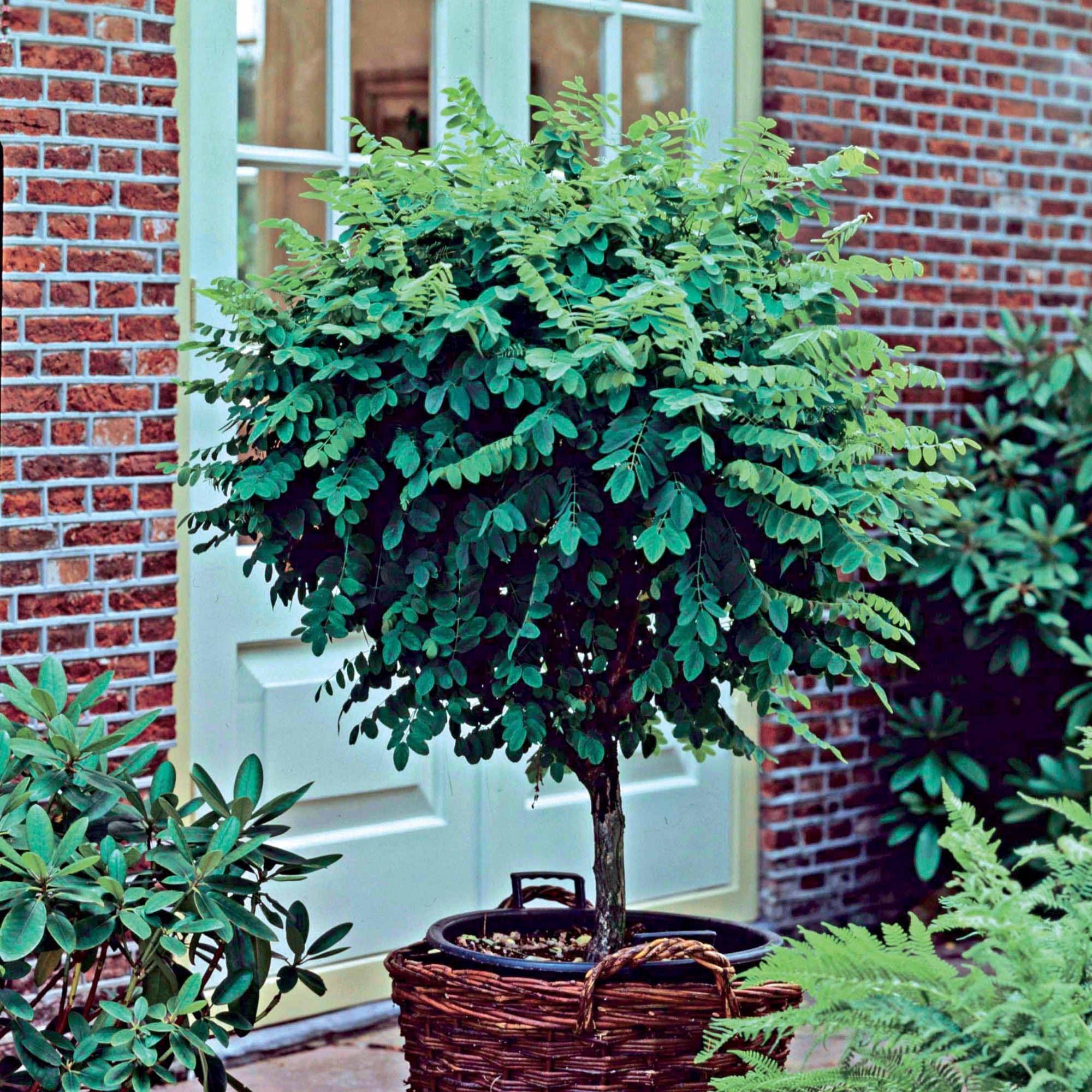 Bakker Acacia boule sur tige pot 3L tige 60cm sans taille