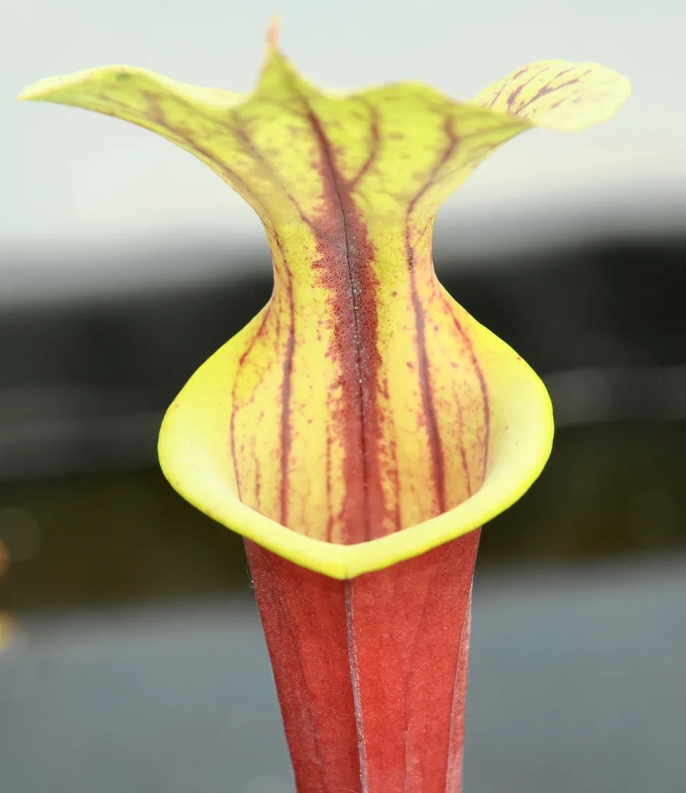 Carniflore Sarracenia flava rubricorpora plante carnivore 1 point