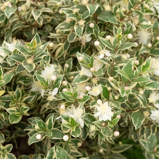 Bakker Myrte commun Variegata arbuste persistant pot 3L 40-50cm