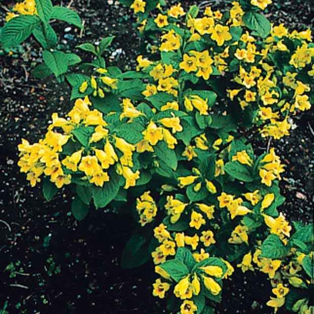 Bakker Weigelia jaune arbuste fleur jaune pot Ø9cm