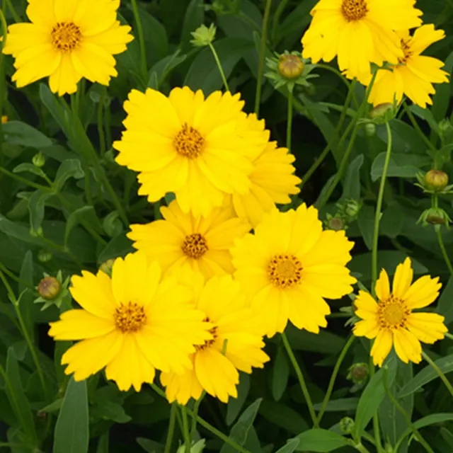 Bakker Coreopsis Etoile d'Or vivace pot 8cm jaune