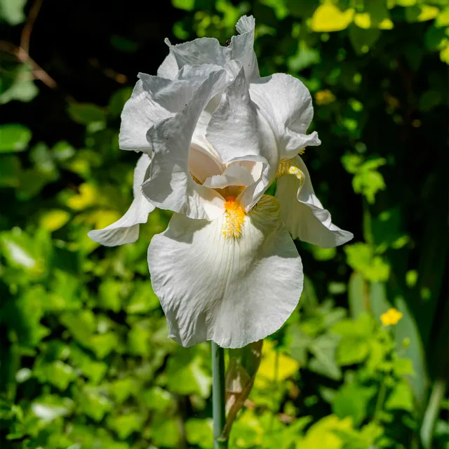 Bakker Vivaces Iris Wedding Bouquet vivace pot 8cm blanc