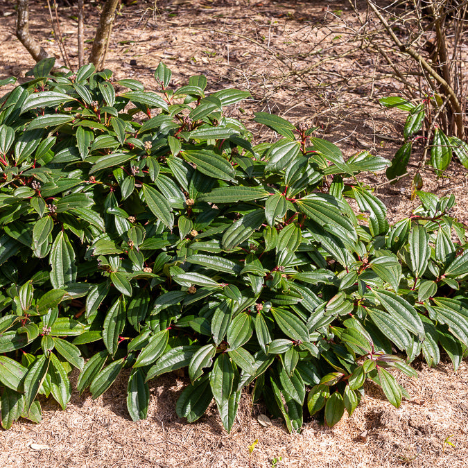 Bakker Davidii viorne arbuste pot 2L baies bleues