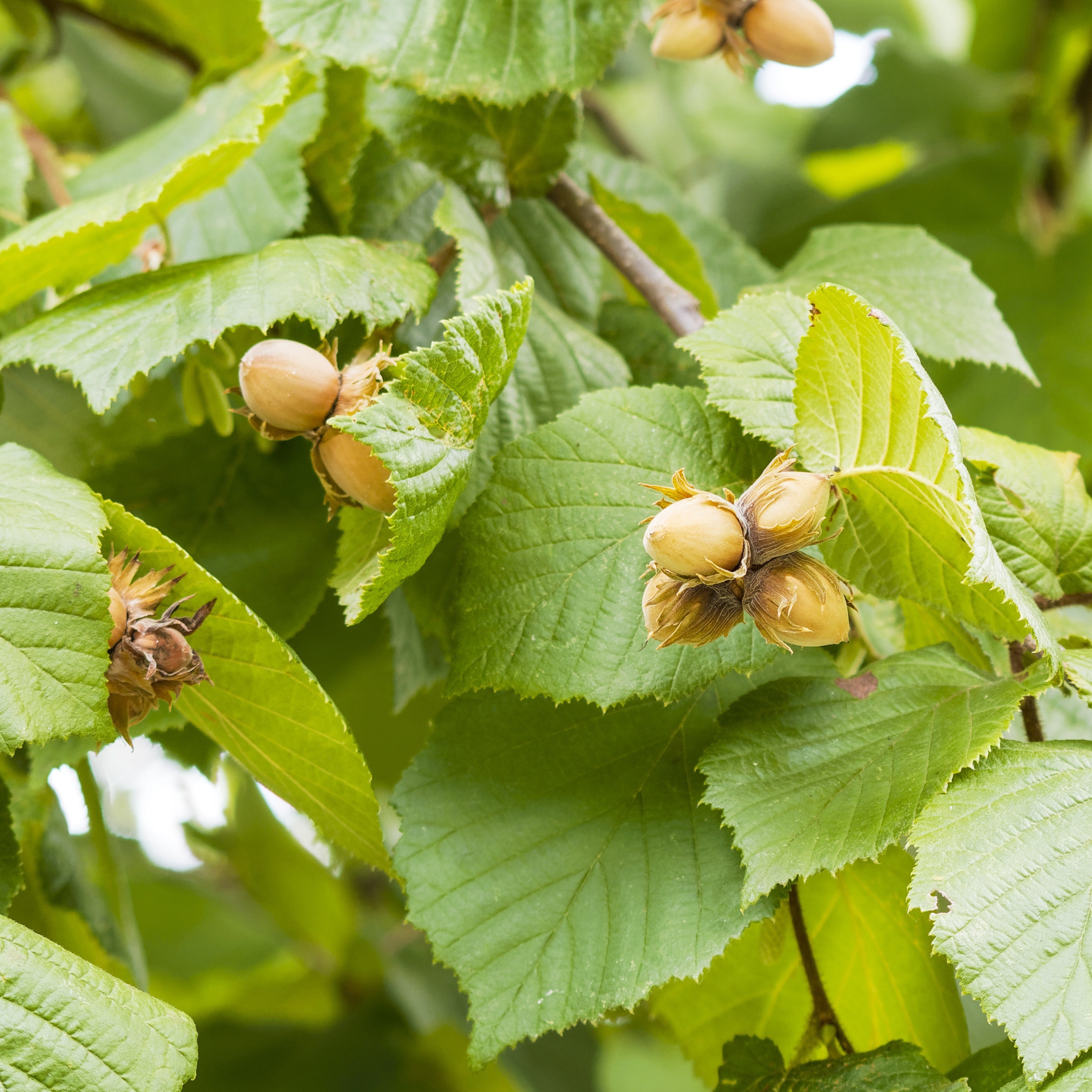 Bakker Fruitier Noisetier Ronde du Piémont pot 3L 60-80cm