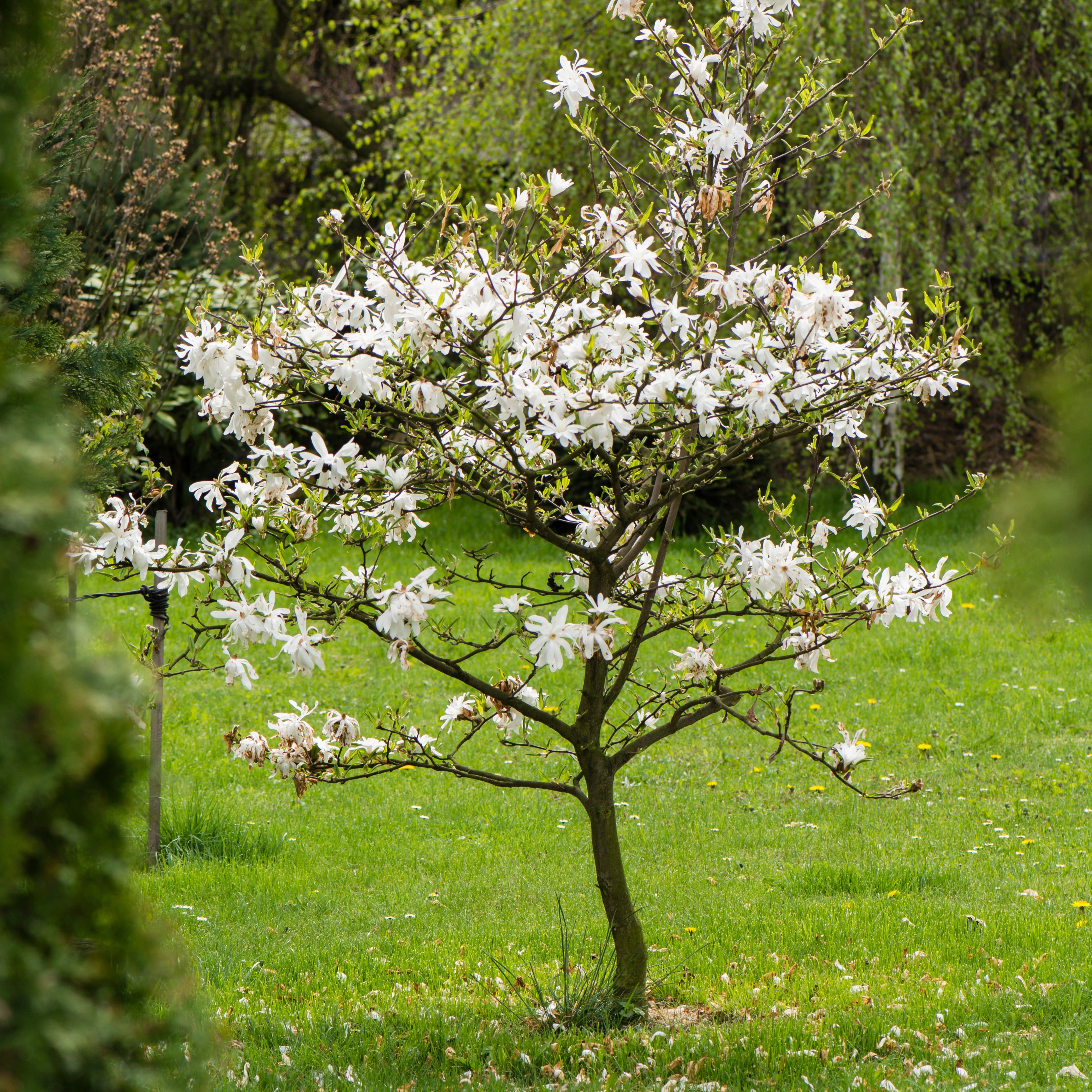 Bakker Magnolia étoilé arbuste pot 2L 40-50cm blanc