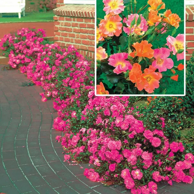 Bakker Rosiers 6 rosiers couvre-sol racines nues mélange couleurs