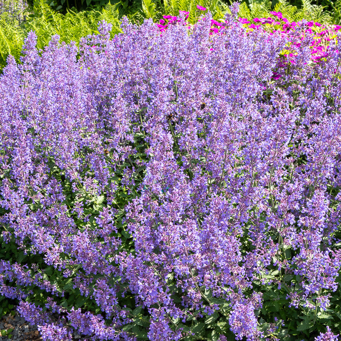 Bakker Nepeta Junior Walker vivace violette pot 9 cm