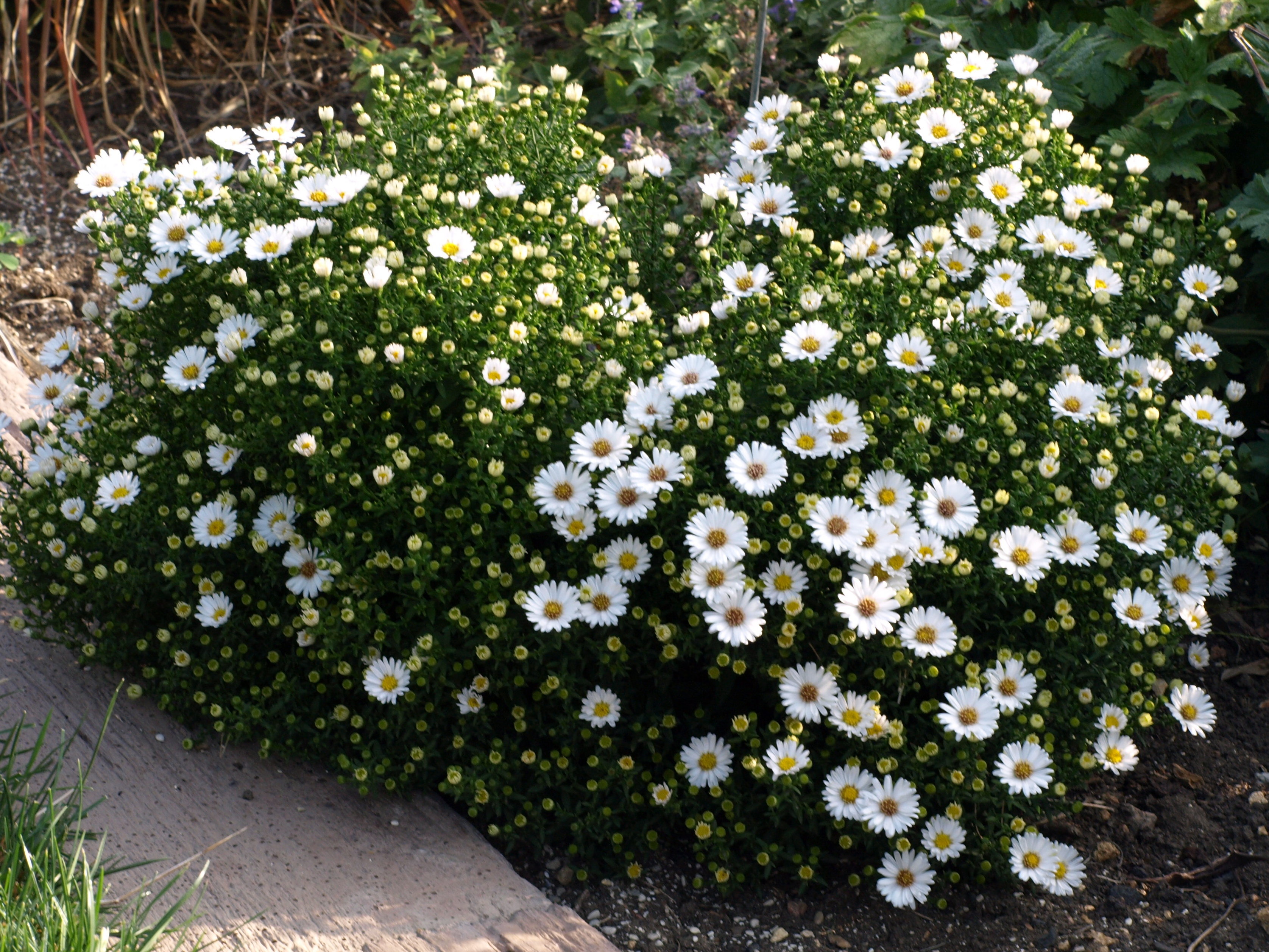 Passion Vivaces Aster dumosus Schneekissen plante vivace godet blanc
