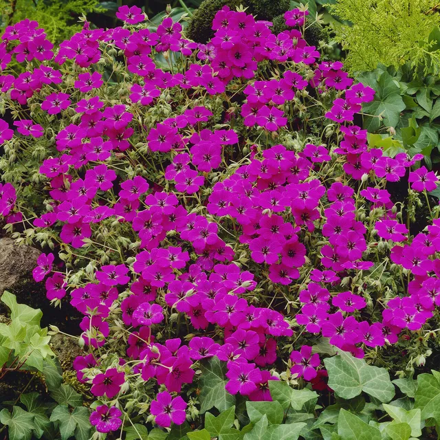 Bakker Giuseppii Géranium vivace pot Ø9cm fuchsia tapissant
