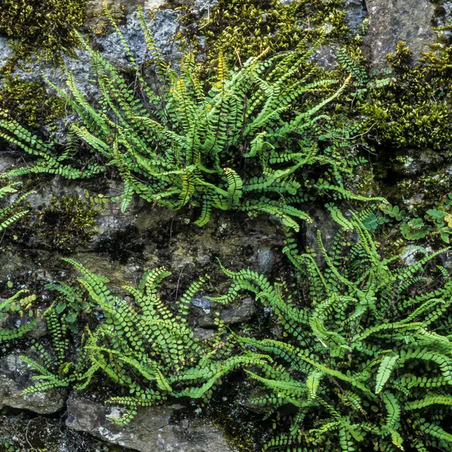 Bakker Fausse-Capillaire Asplenium trichomanes fougère pot 9cm