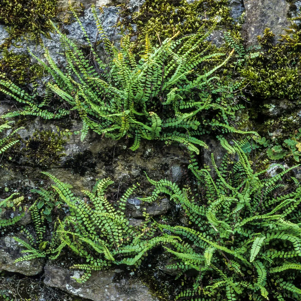 Bakker Fausse-Capillaire Asplenium trichomanes fougère pot 9cm