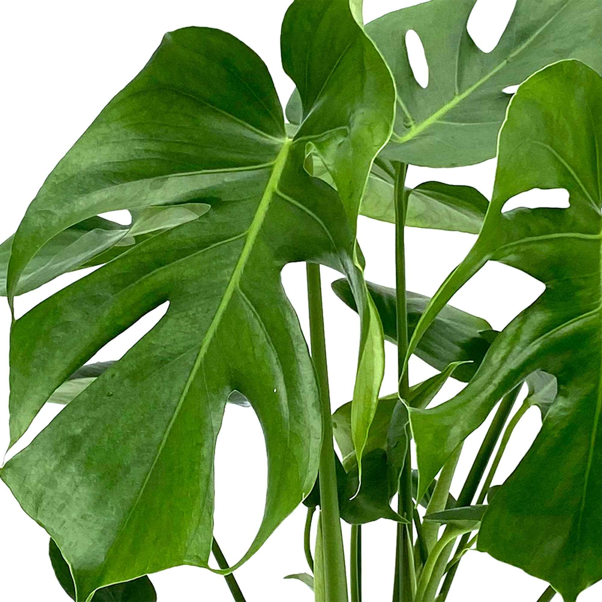 Bakker Monstera deliciosa plante verte pot 17 cm 40 cm